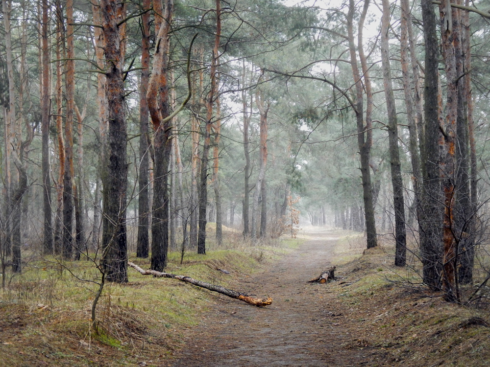 Фотографія В лесу lll / maglest / photographers.ua