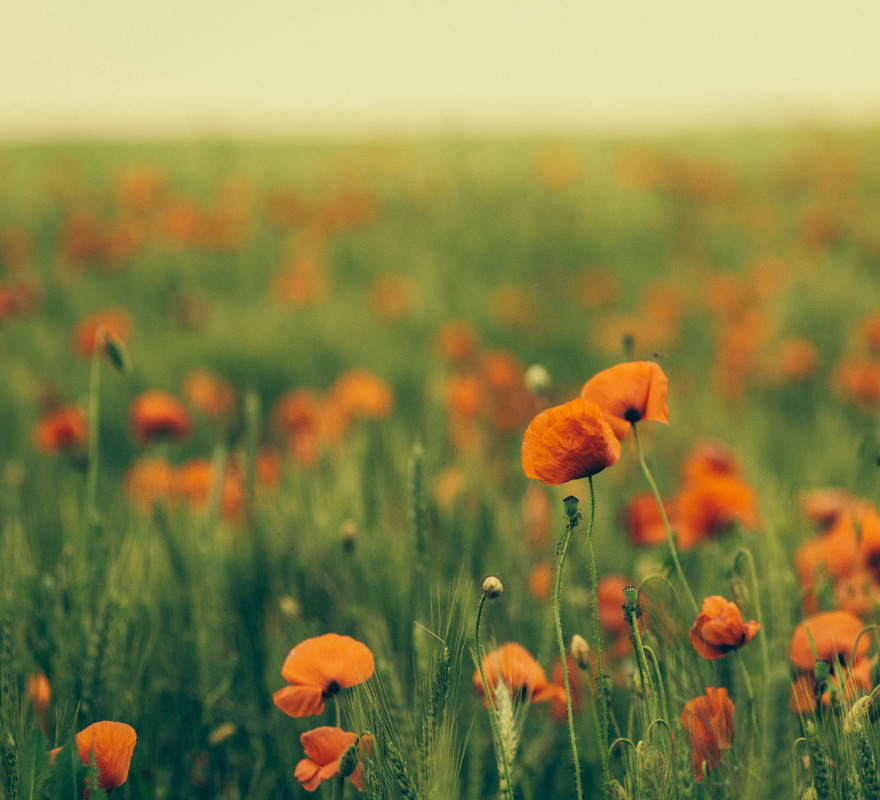 Фотографія Магия / Nick Name / photographers.ua