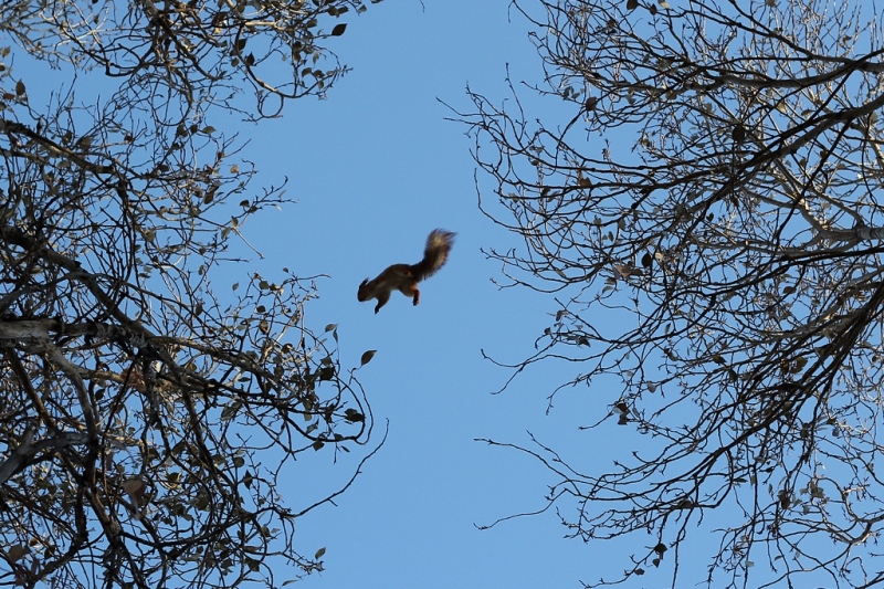 Фотографія Летающая белка / Бутко Людмила / photographers.ua
