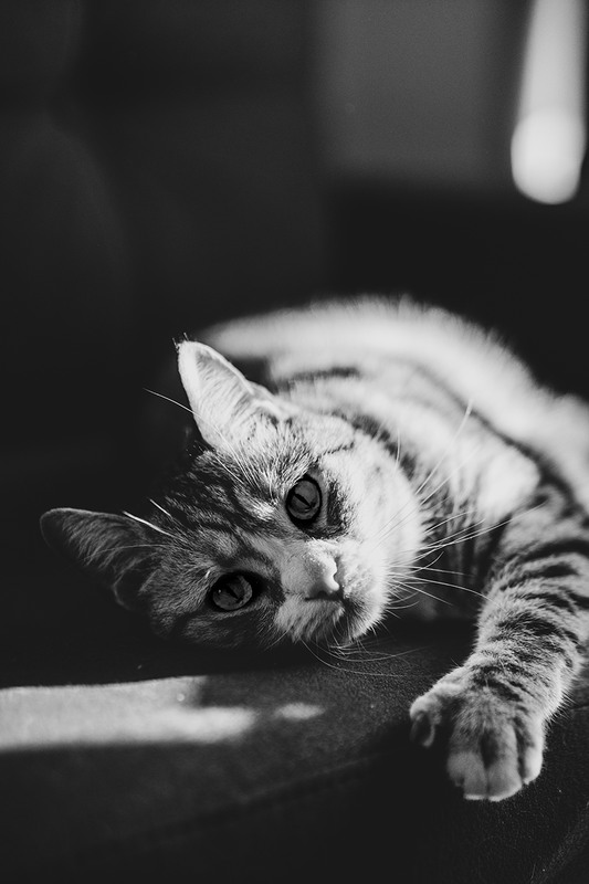 Фотографія Животные / Антон Гайдук / photographers.ua