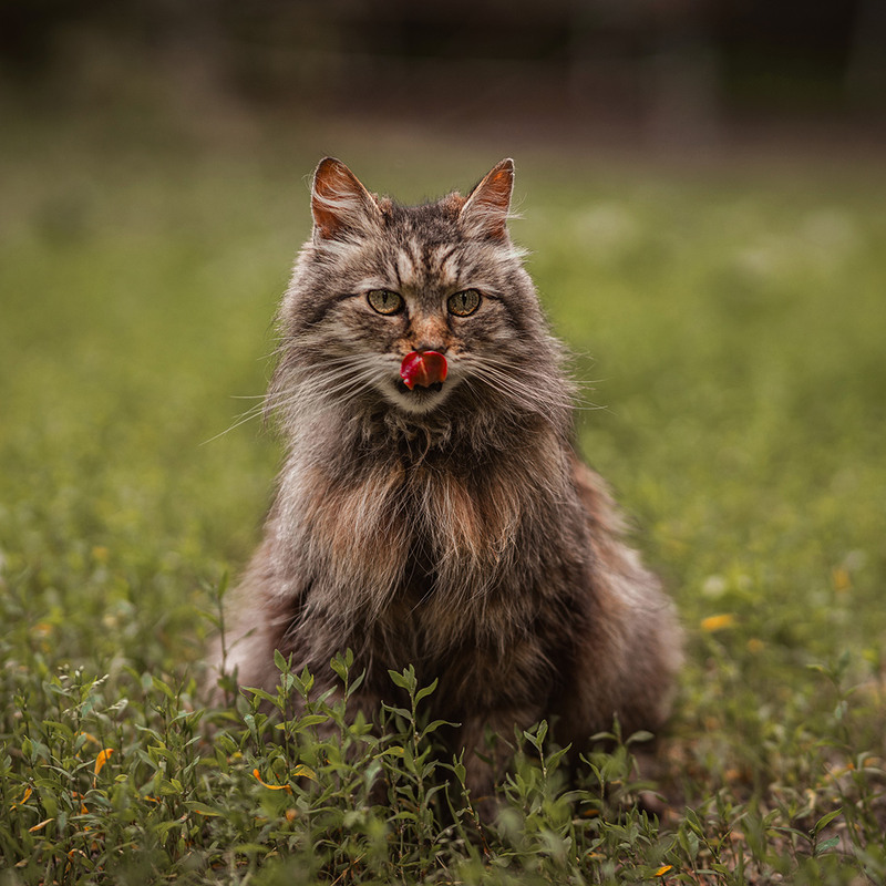 Фотографія Животные / Антон Гайдук / photographers.ua