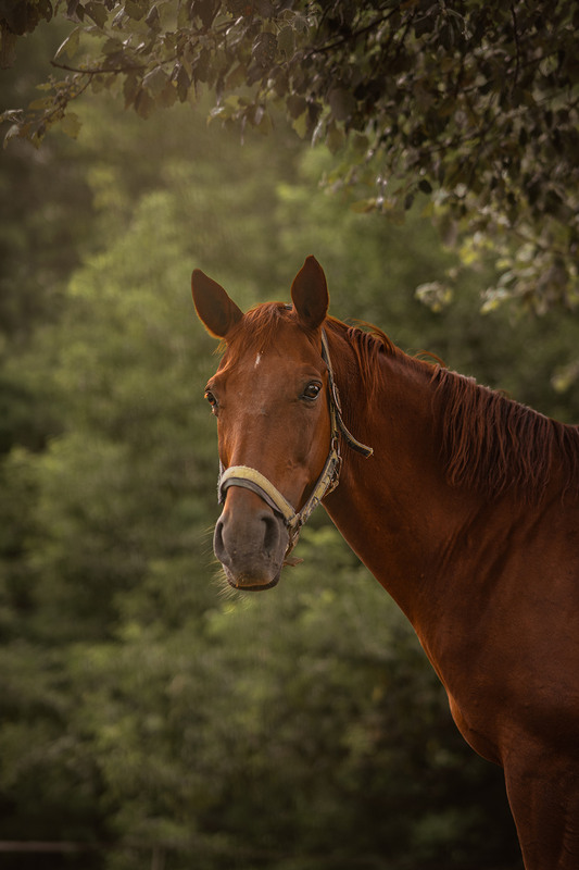 Фотографія Животные / Антон Гайдук / photographers.ua