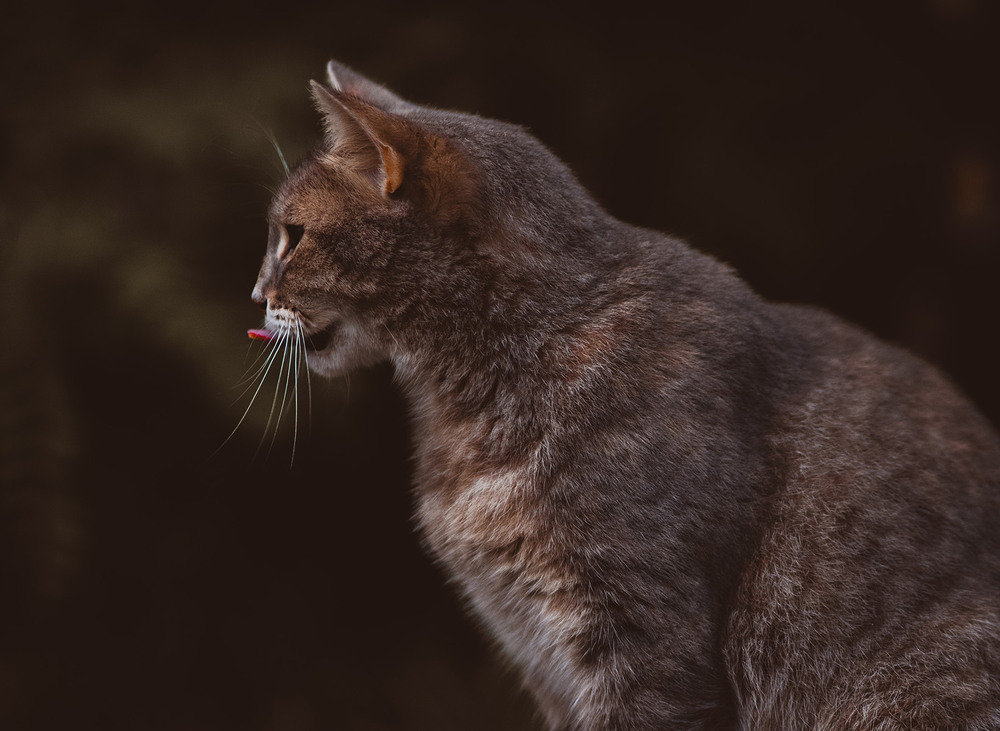 Фотографія Животные / Антон Гайдук / photographers.ua