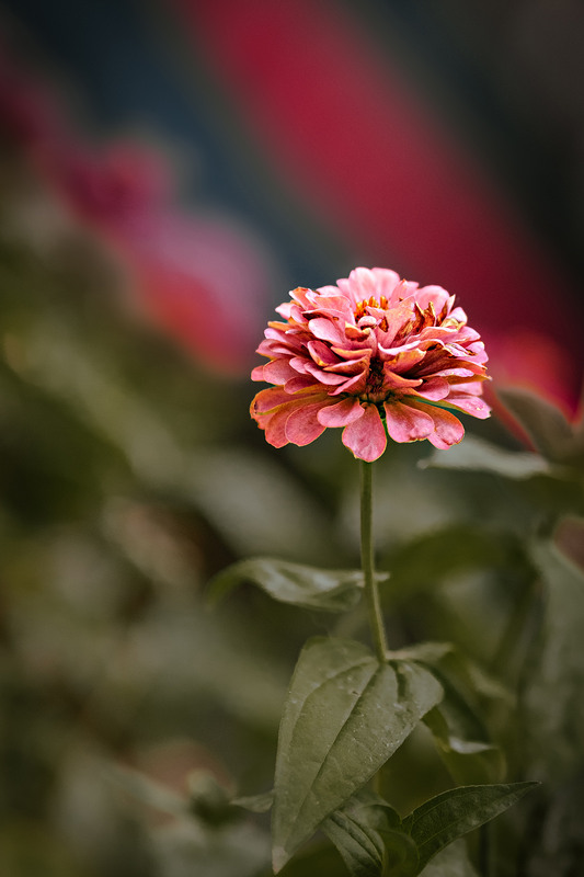 Фотографія Макро / Антон Гайдук / photographers.ua