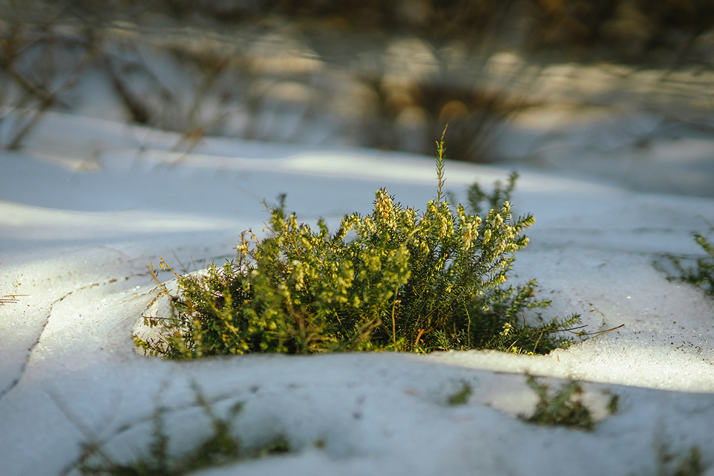 Фотографія Макро / Антон Гайдук / photographers.ua