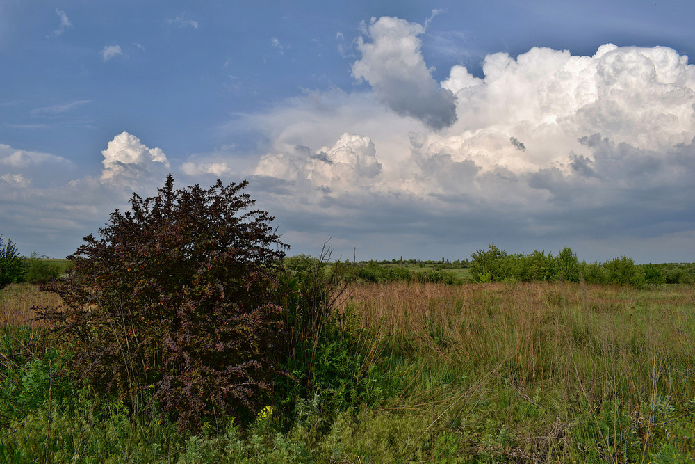 Фотографія Барбарис. / Viktor Kucherenko / photographers.ua