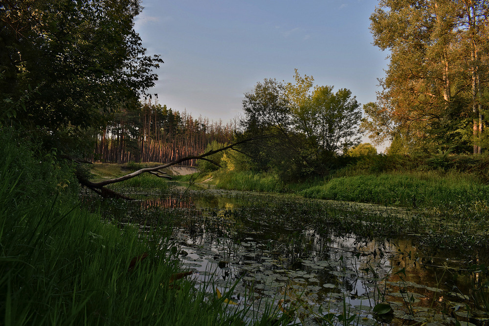Фотографія Ранкова Ворскла. / Viktor Kucherenko / photographers.ua