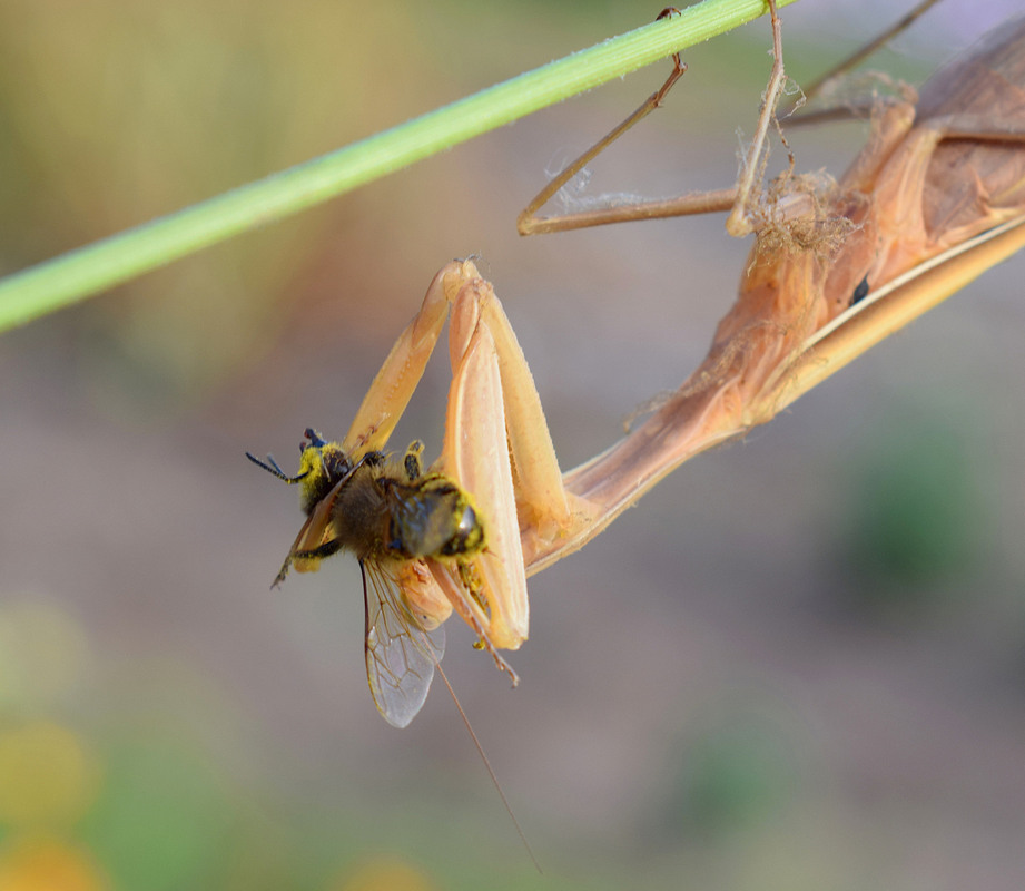 Фотографія Бджілку шкода / Viktor Kucherenko / photographers.ua
