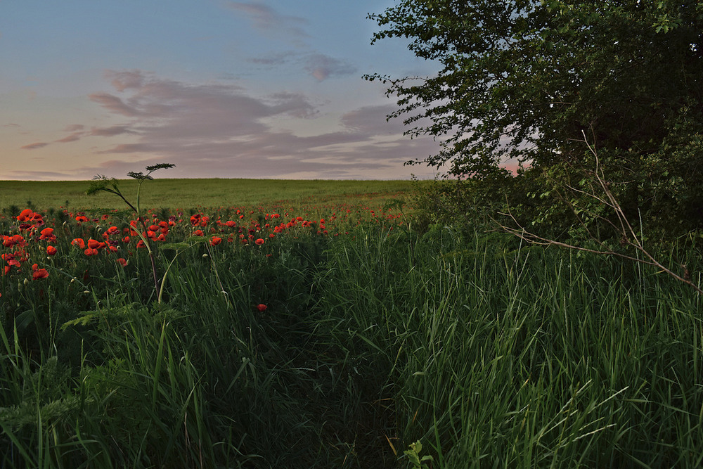 Фотографія Вечір з маками. / Viktor Kucherenko / photographers.ua