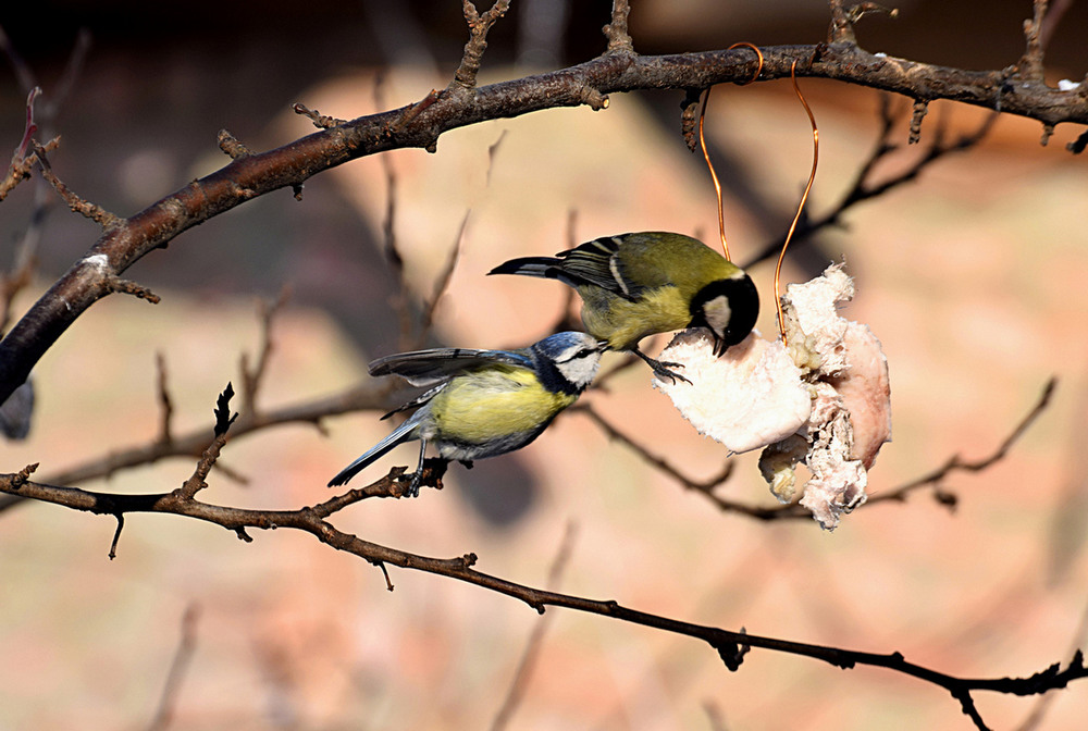 Фотографія Дотримуйтесь черги! / Viktor Kucherenko / photographers.ua
