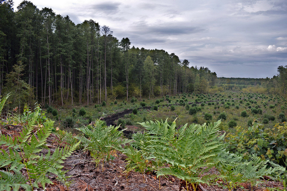 Фотографія Відновлення. / Viktor Kucherenko / photographers.ua