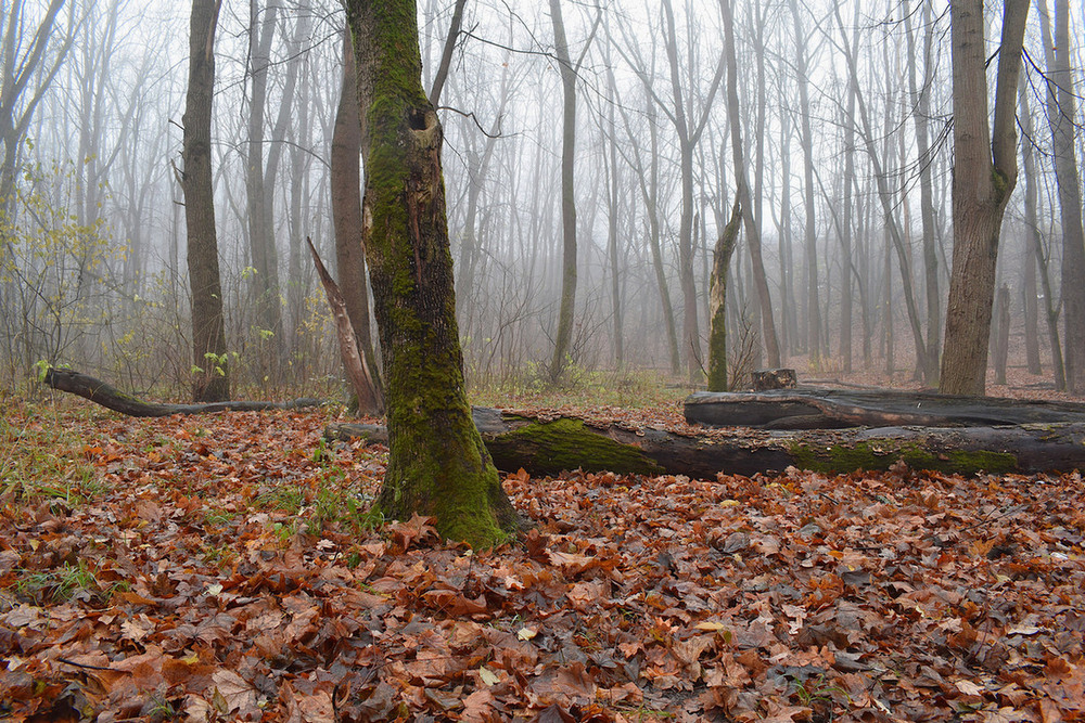 Фотографія Листопад - всьо. Тихо і волого. / Viktor Kucherenko / photographers.ua