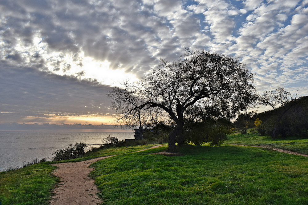 Фотографія На березі росла акація. / Viktor Kucherenko / photographers.ua
