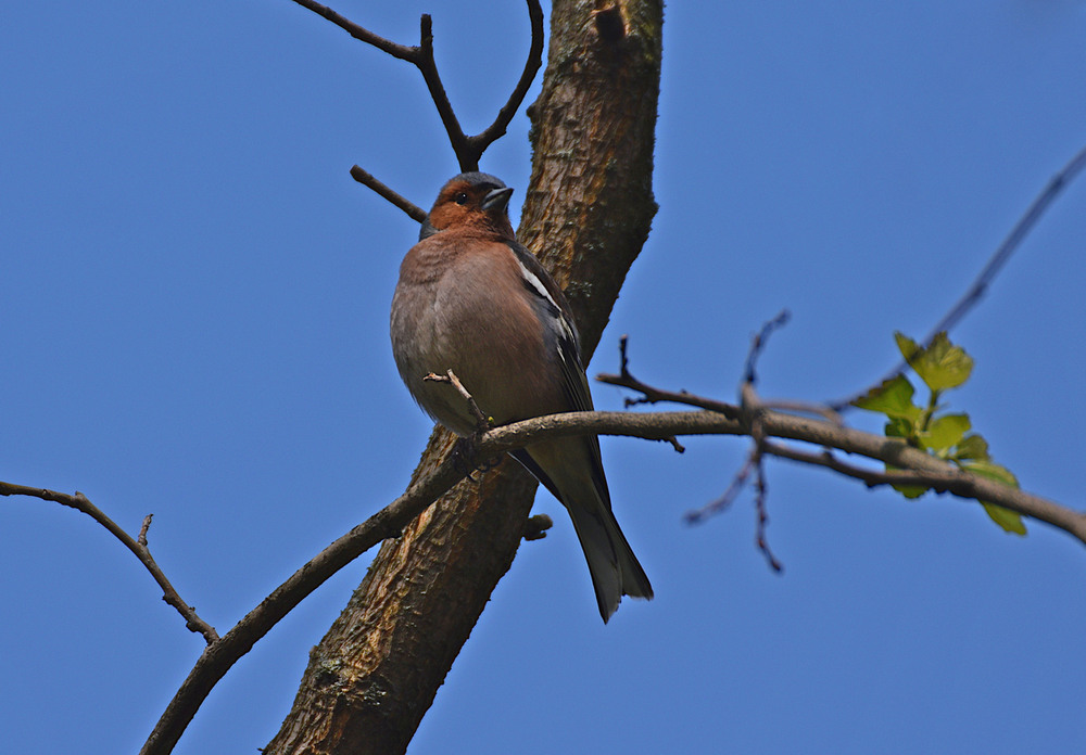 Фотографія Зяблик. / Viktor Kucherenko / photographers.ua