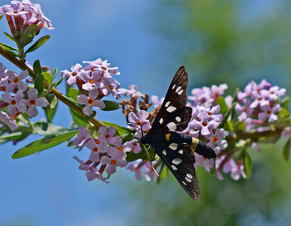 Фотографія Чорний-чорний метелик. / Viktor Kucherenko / photographers.ua