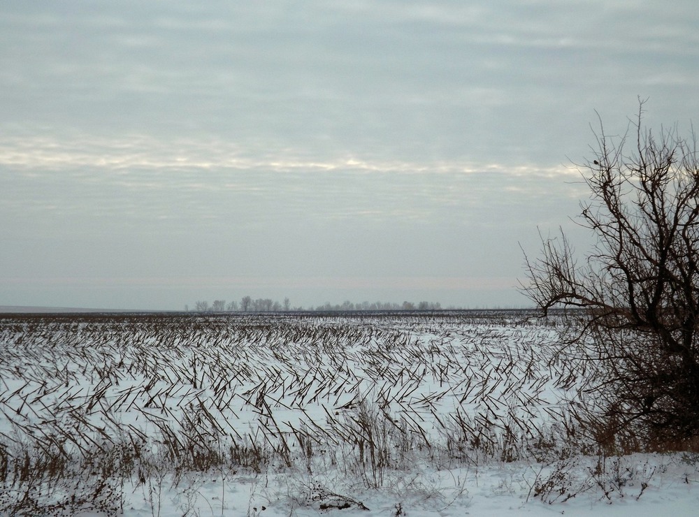 Фотографія Спогади про соняшники / Viktor Kucherenko / photographers.ua