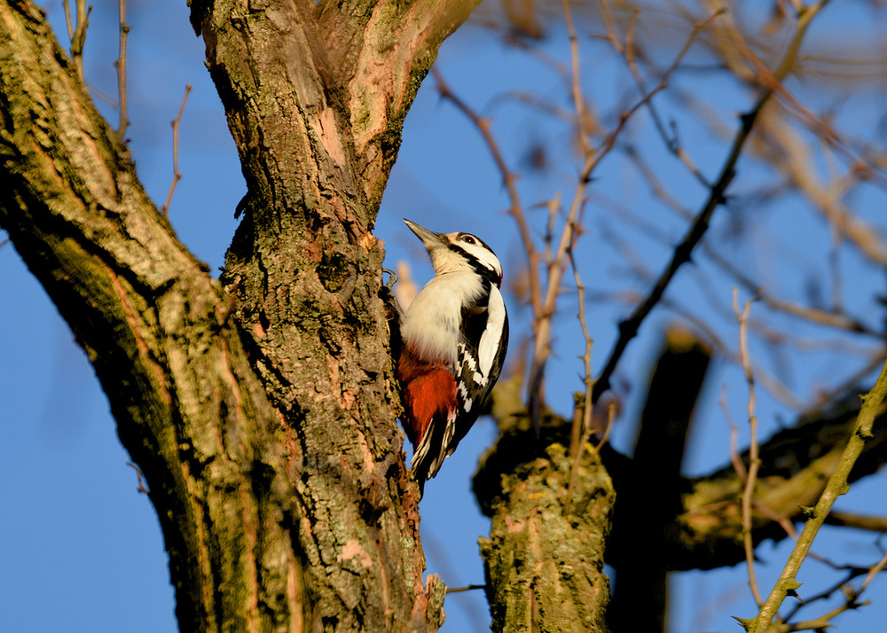 Фотографія Дятел звичайний. / Viktor Kucherenko / photographers.ua