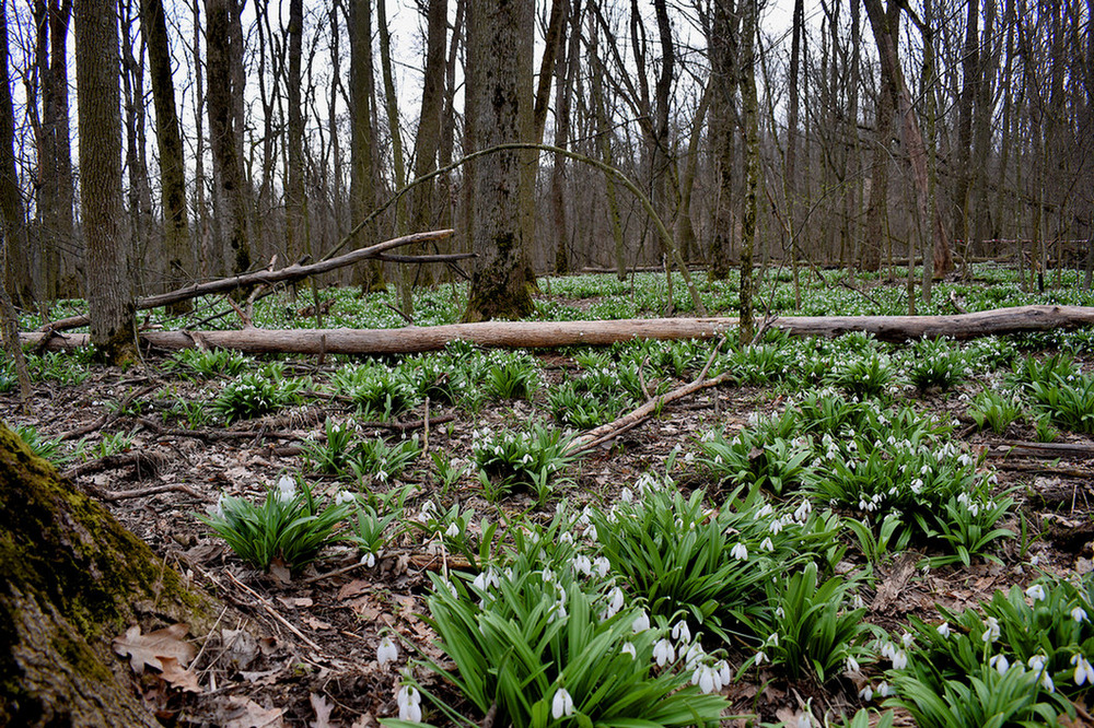 Фотографія Підсніжники Холодного Яру. / Viktor Kucherenko / photographers.ua