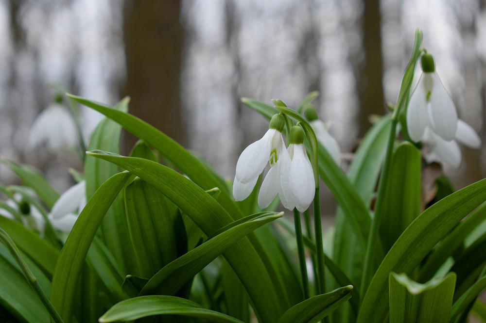 Фотографія Підсніжники Холодного Яру. / Viktor Kucherenko / photographers.ua