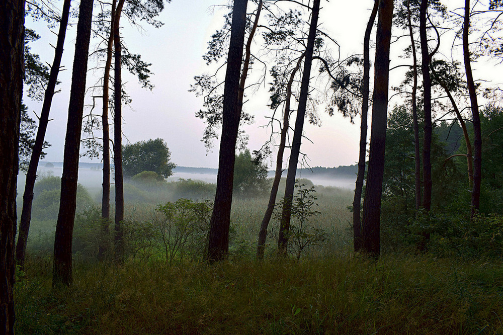 Фотографія Туманний ранок у лісі. / Viktor Kucherenko / photographers.ua