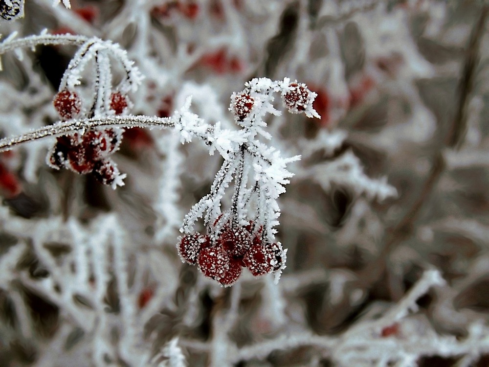 Фотографія Зимові прикраси. / Viktor Kucherenko / photographers.ua