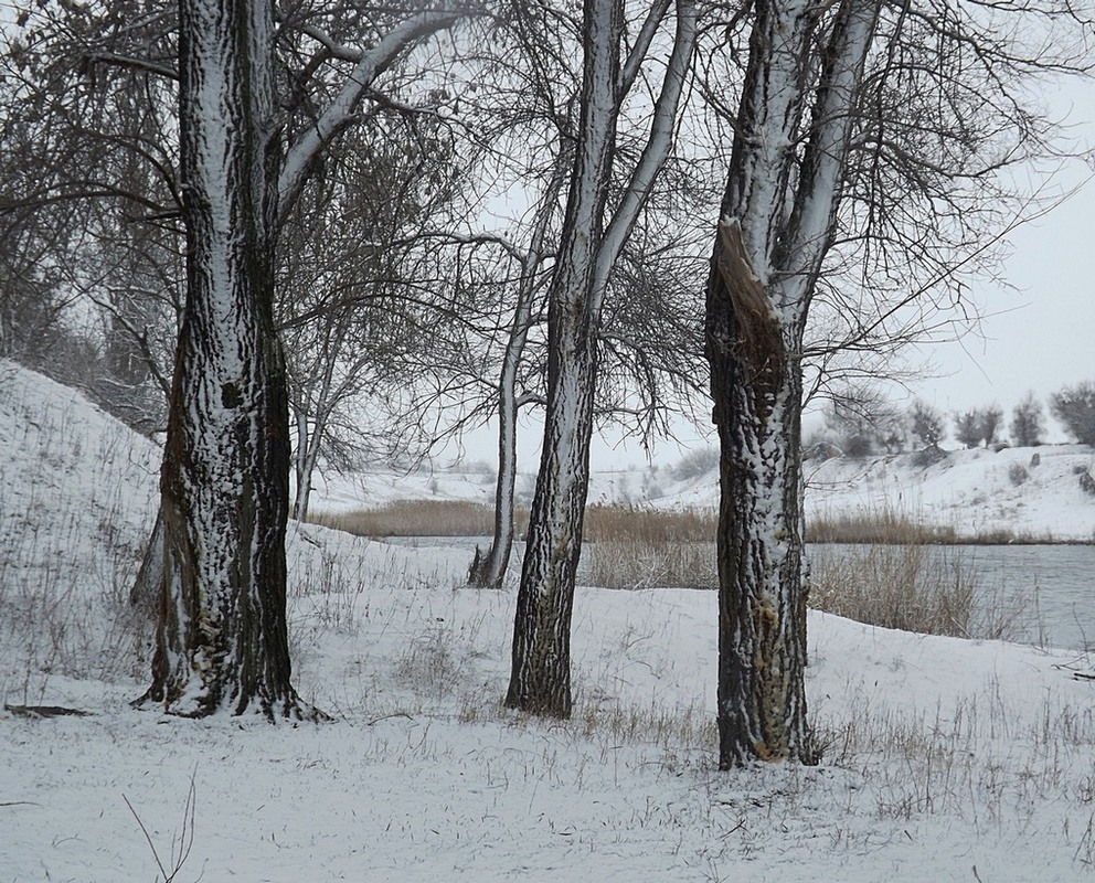 Фотографія Мокрий сніг. / Viktor Kucherenko / photographers.ua