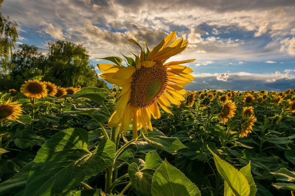 Фотографія Sunflower / Виталий Дорошенко / photographers.ua
