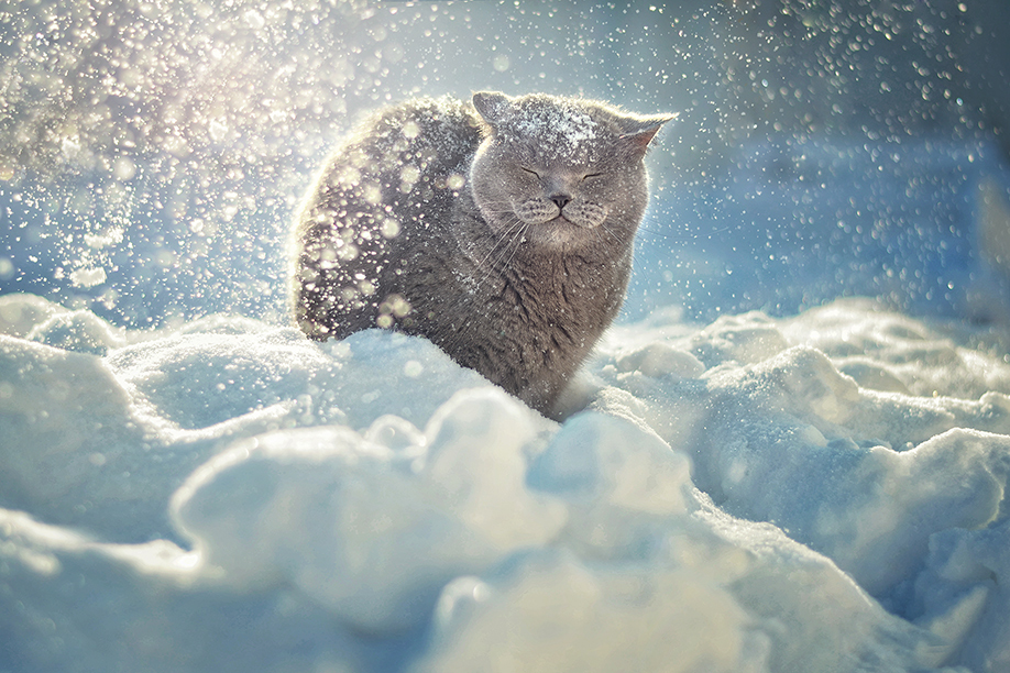 Фотографія Wintertime / Alina Shevelina / photographers.ua