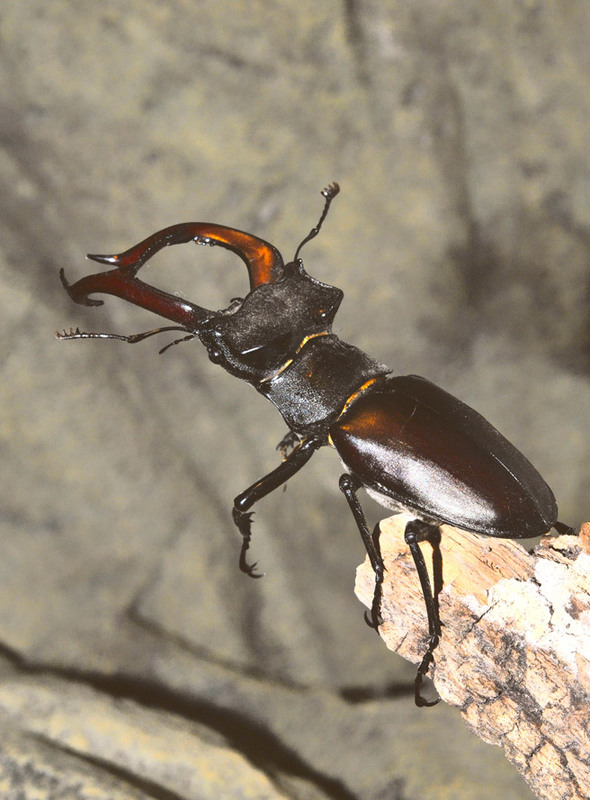 Фотографія Lucanus cervus / Алексей Куценко / photographers.ua