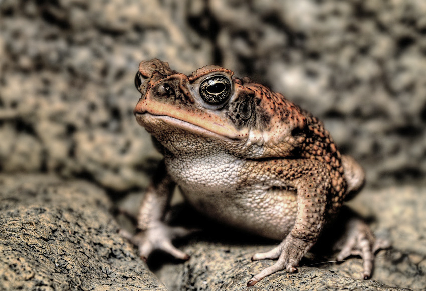 Фотографія Bufo marinus / Алексей Куценко / photographers.ua