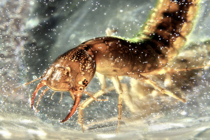 Фотографія Личинка плавунца / Алексей Куценко / photographers.ua