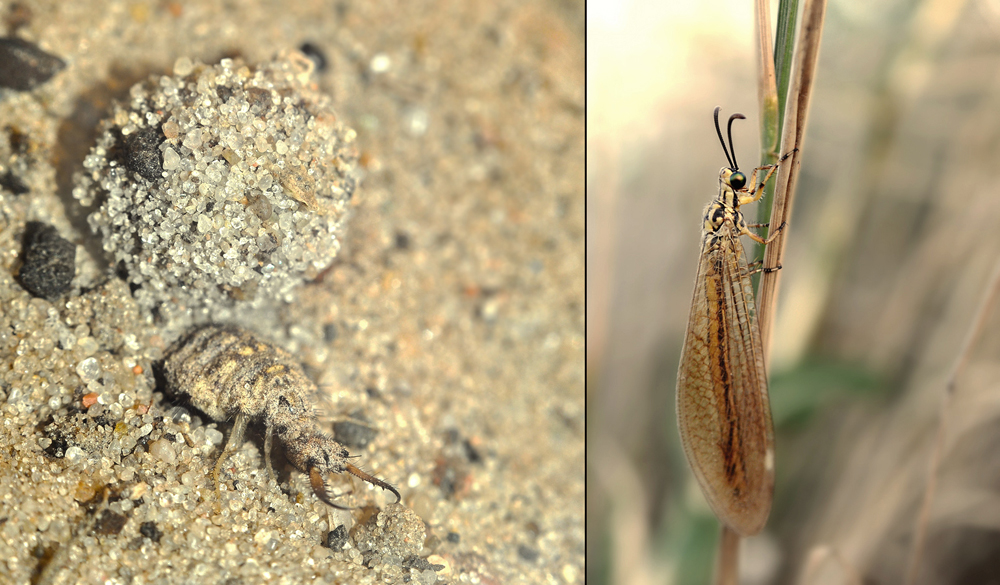 Фотографія Превращение / Алексей Куценко / photographers.ua