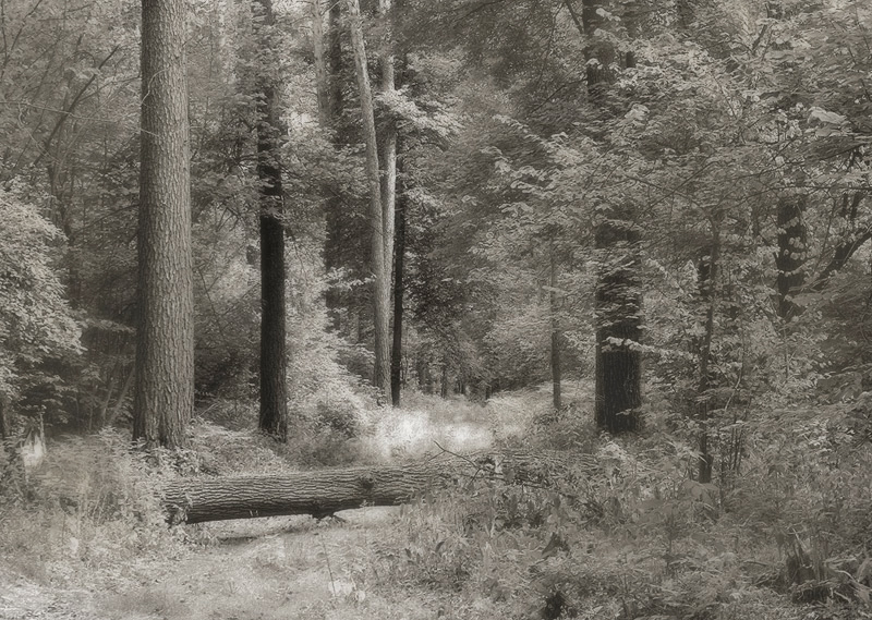 Фотографія Sad Forest / Алексей Куценко / photographers.ua