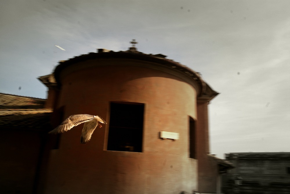 Фотографія Rome with birds speed / Oleksandr Voloshyn / photographers.ua