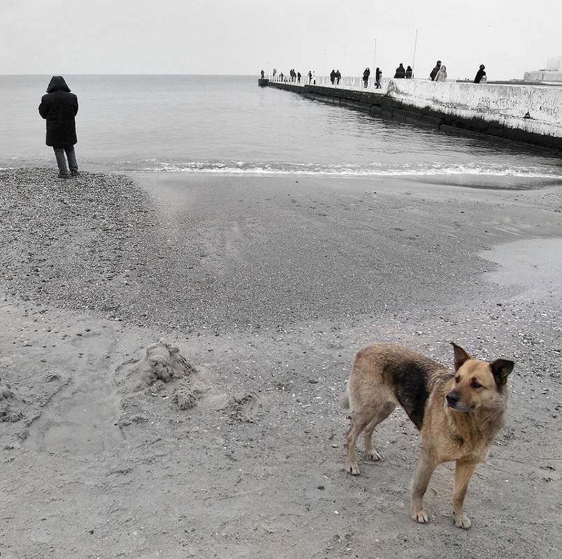 Фотографія Beach dog / Oleksandr Voloshyn / photographers.ua