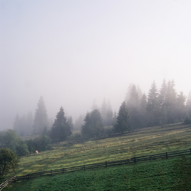 Фотографія Morning Foggy Forest / Oleksandr Voloshyn / photographers.ua