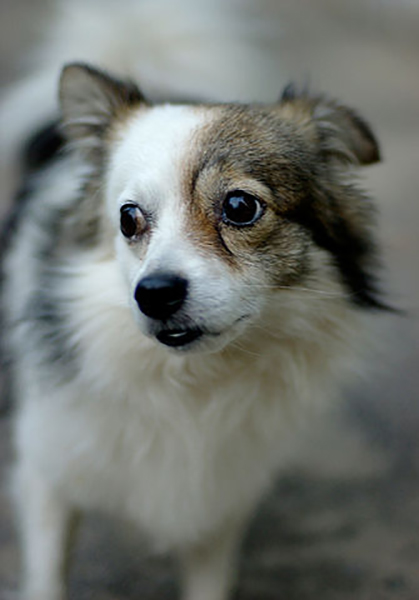 Фотографія Грустная бездомная собака / Alex Spawn / photographers.ua