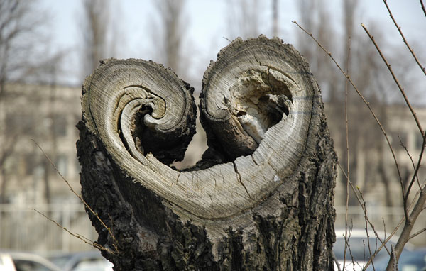 Фотографія Деревянное сердце / Alex Spawn / photographers.ua