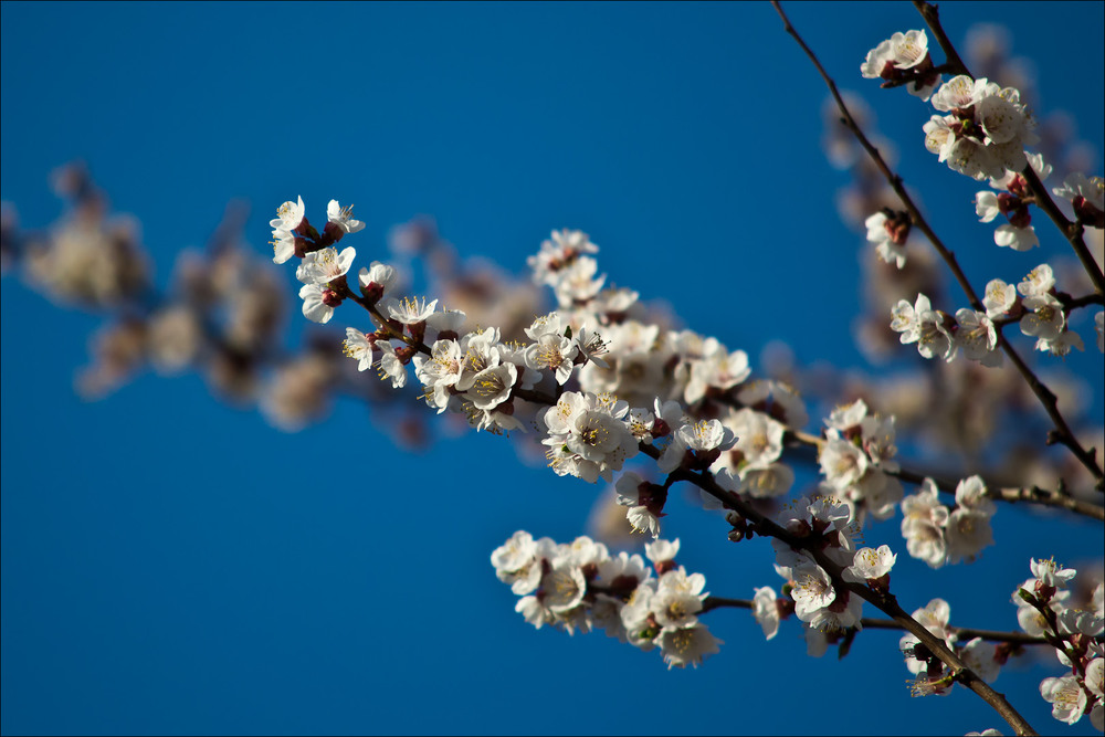 Фотографія Весна близко / Alex Poddubny / photographers.ua