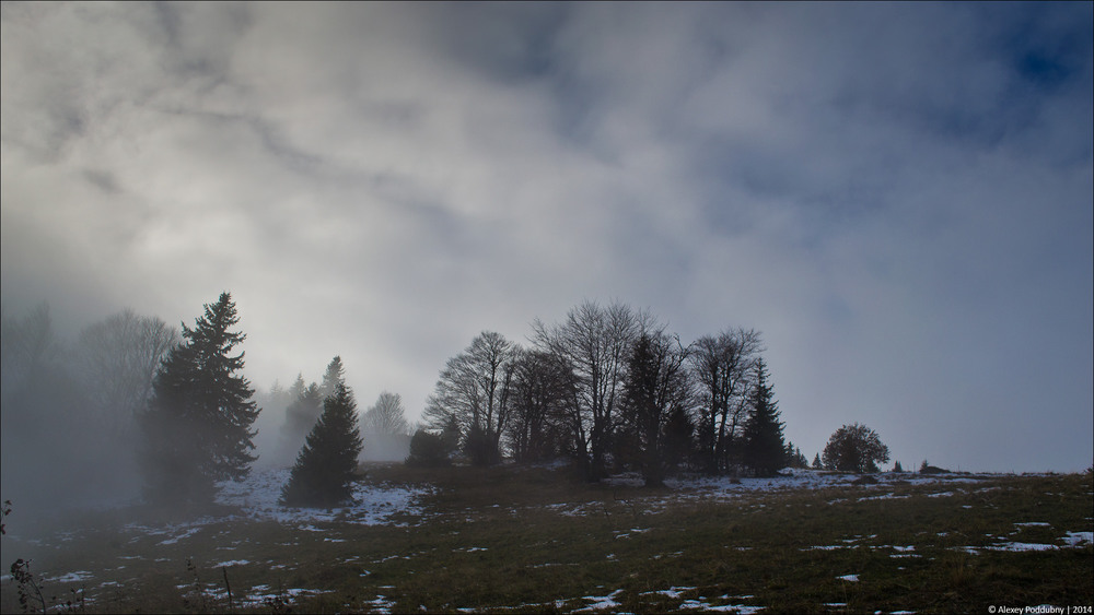 Фотографія Туманный лес / Alex Poddubny / photographers.ua