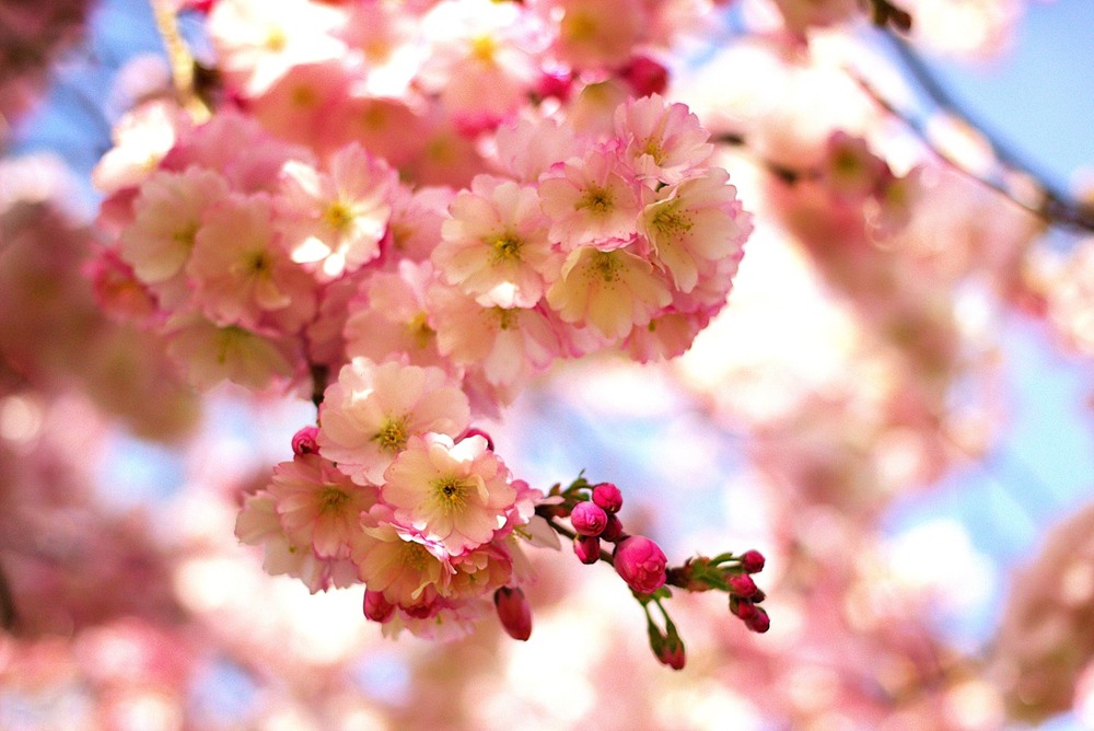 Фотографія На нашому городі сакура розквітла... / Igor Lysenok / photographers.ua