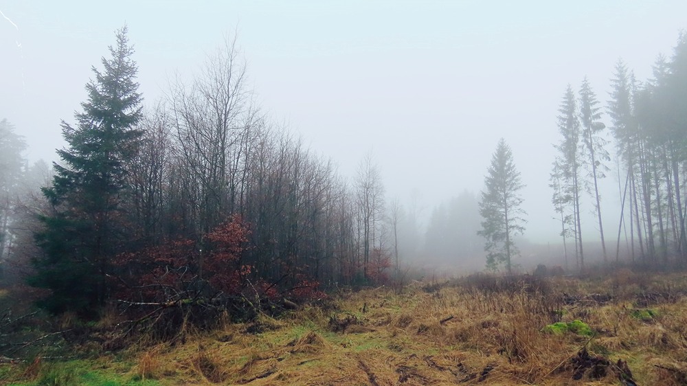 Фотографія ...а за туманом нічого не видно. / Igor Lysenok / photographers.ua