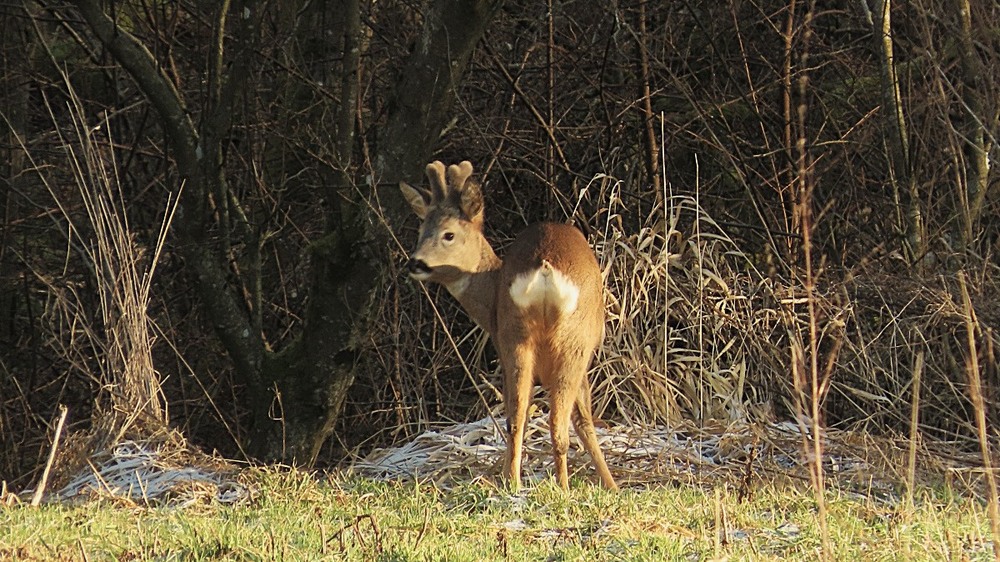 Фотографія Випадкова зустріч / Igor Lysenok / photographers.ua