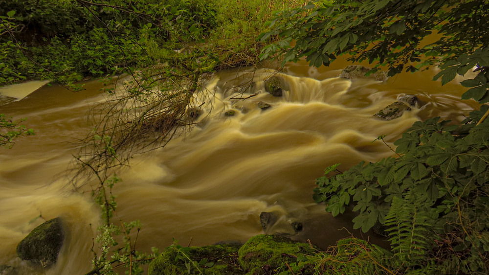 Фотографія Шалений Чорний Ністер... / Igor Lysenok / photographers.ua