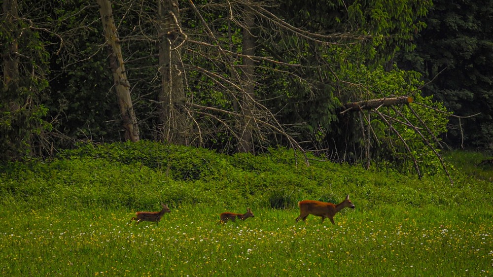 Фотографія Життя триває... / Igor Lysenok / photographers.ua