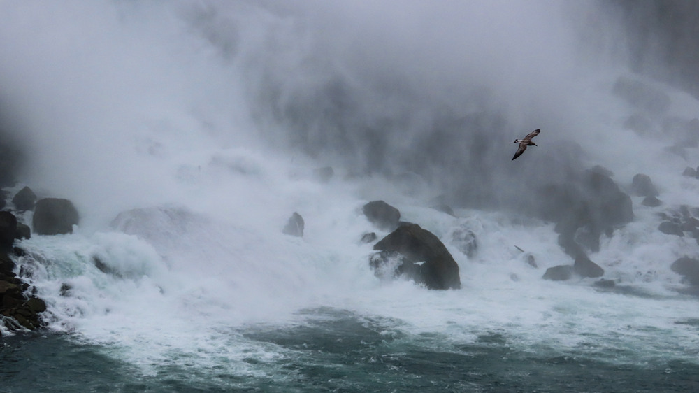 Фотографія Ниагарский водопад... 5 июня / Igor Lysenok / photographers.ua