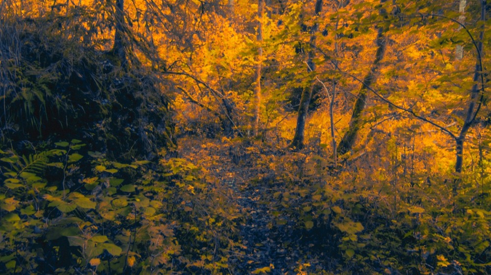 Фотографія На Чорному Ністері Осінь... / Igor L / photographers.ua