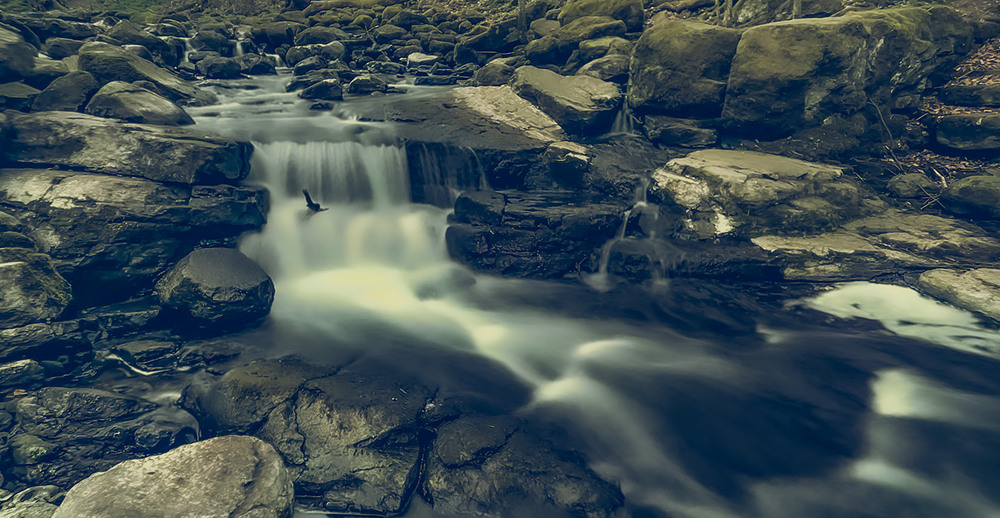 Фотографія Чорний Ністер / Igor Lysenok / photographers.ua
