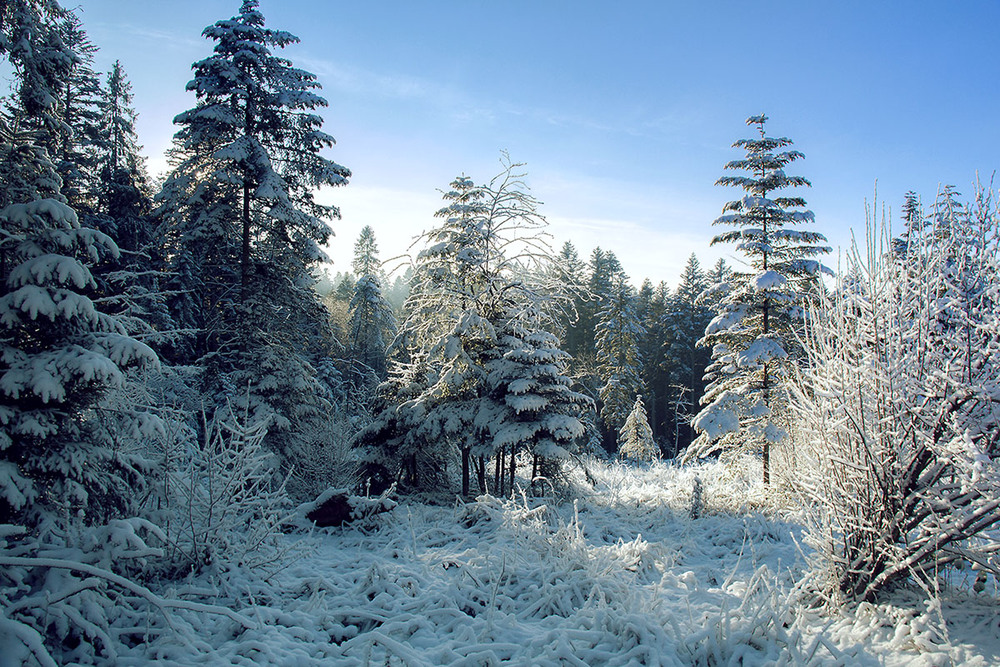 Фотографія Зима в Карпатах / Igor Lysenok / photographers.ua