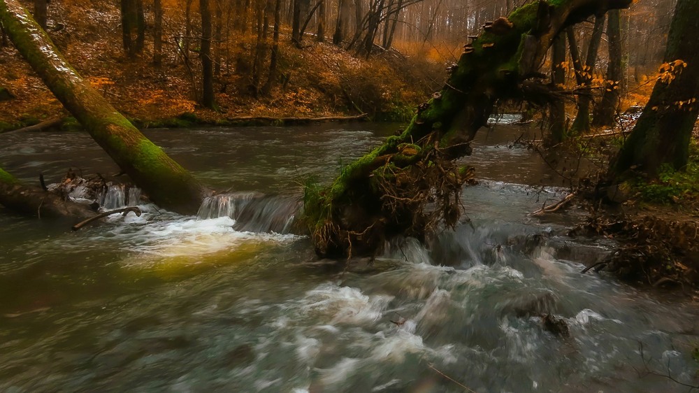 Фотографія Яскраві барви осені... / Igor Lysenok / photographers.ua